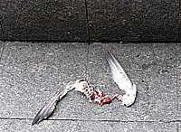bleeding pigeon