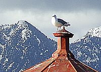with the gull on top