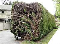 trim that hedge