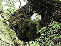 moss tree