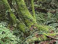 moss tree