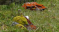 Alerce Andino lichen stones