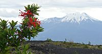 flower volcano