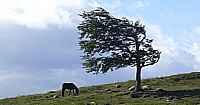tree and horse