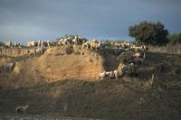 steep sheep hill