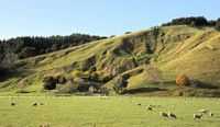 sheep hill