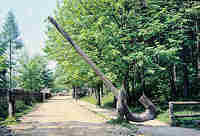 barrier tree